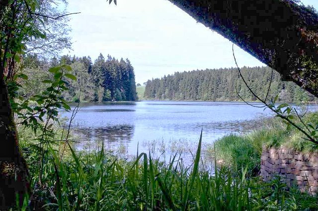 Hasenbacher Teich