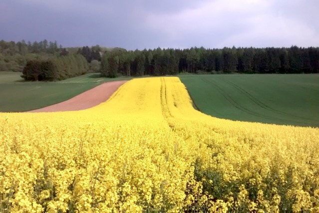 Blühendes Rapsfeld