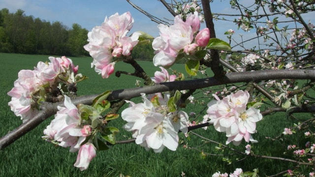 Apfelblüten
