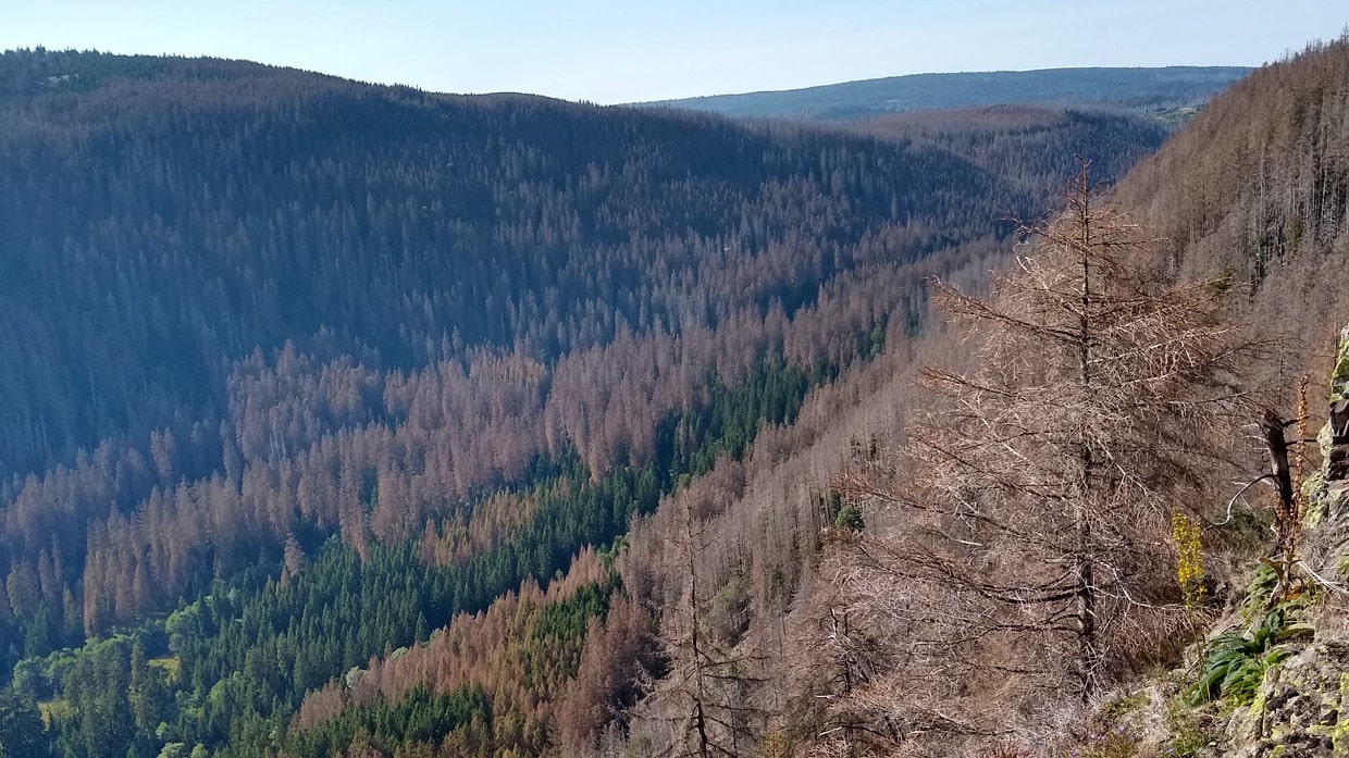 Tote Bäume im Odertal