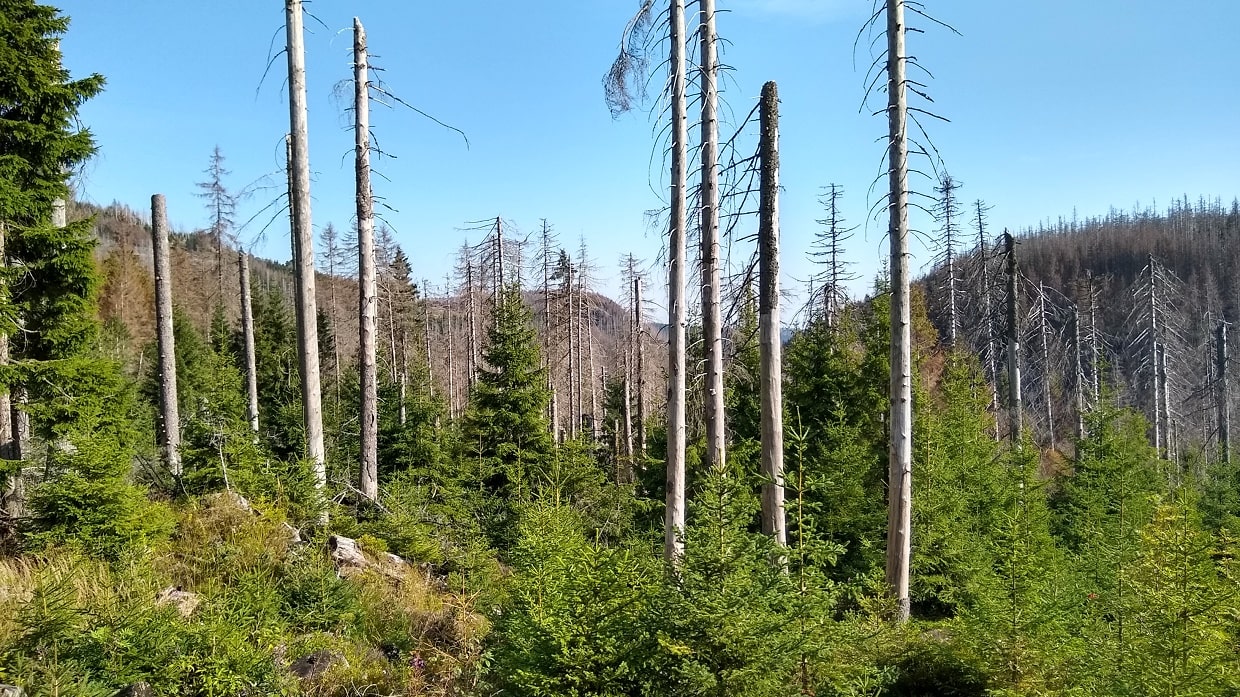Zaghaft wachsen neue Bäume